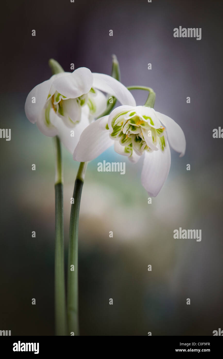 Doppelzimmer blühende Schneeglöckchen - Galanthus nivalis f. pleniflorus 'Flore Pleno' Stockfoto