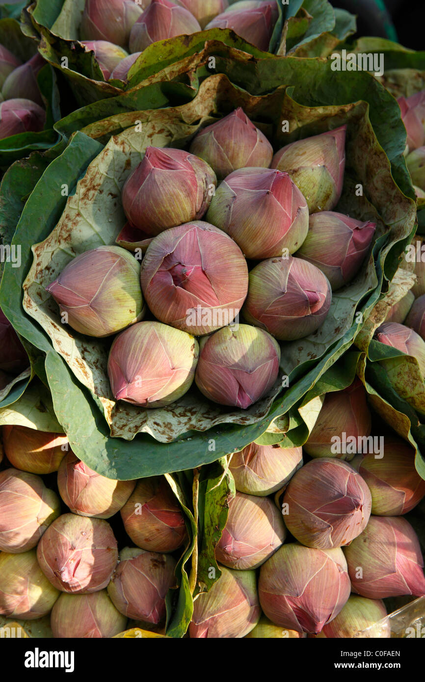 Lotusblumen zu verkaufen - Bangkok, Thailand Stockfoto