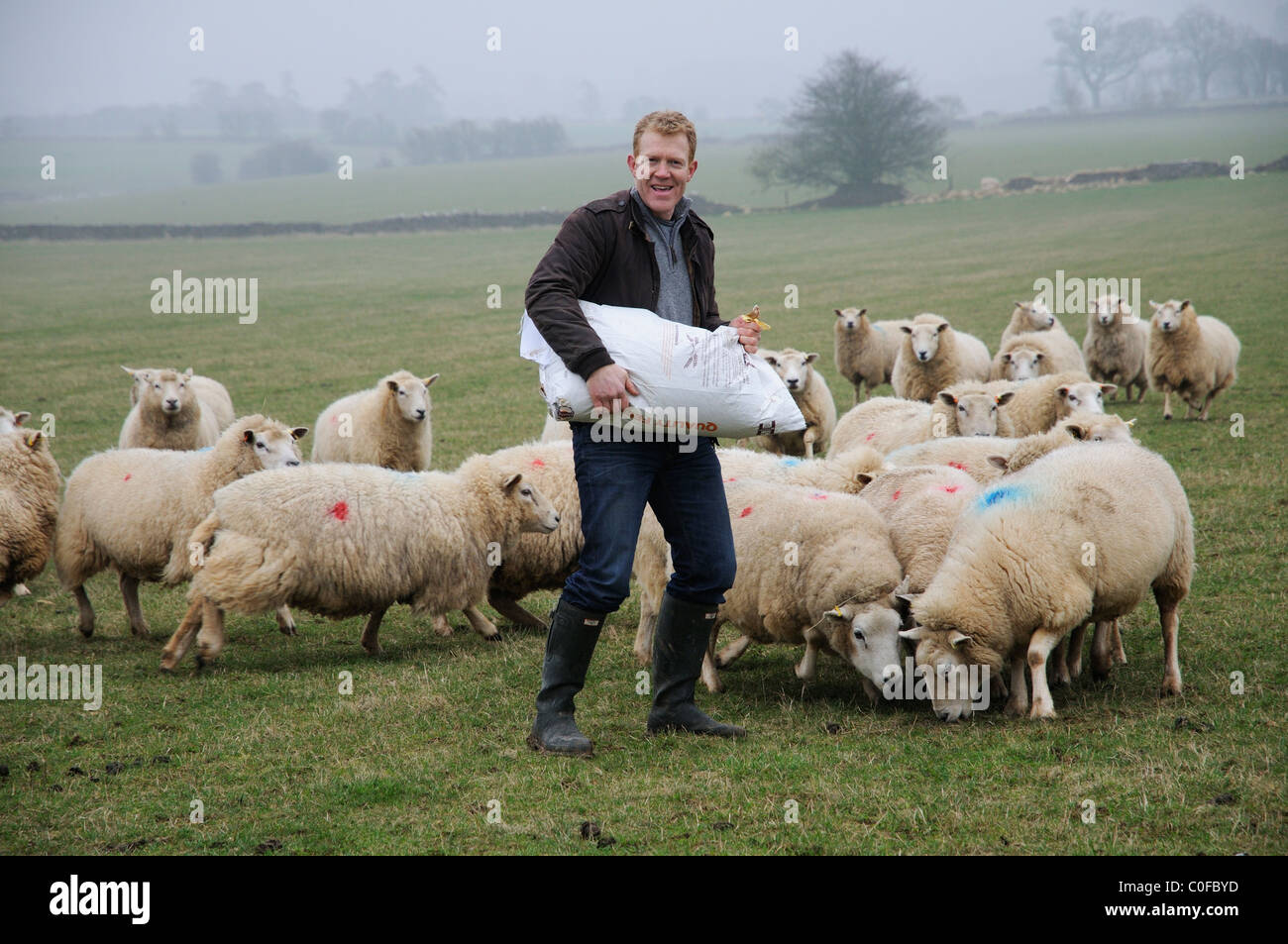 Adam Henson Cotswolds Bauern füttern seine Schafe auf Adams Hof. BBC Countryfile TV-Moderator mit seinen Schafen. Stockfoto