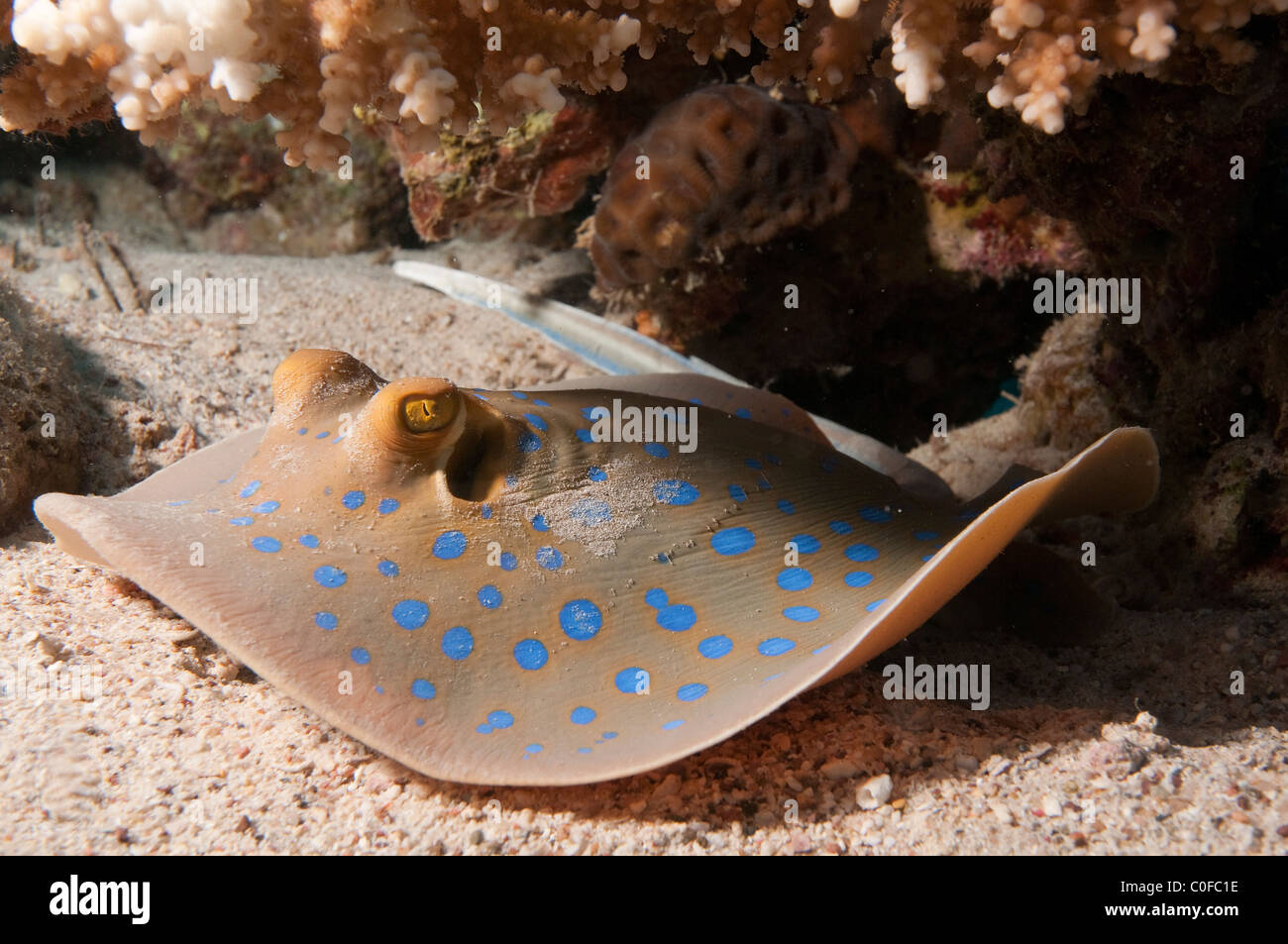 Die Bluespotted Ribbontail Strahl (Taeniura Lymma) Stockfoto