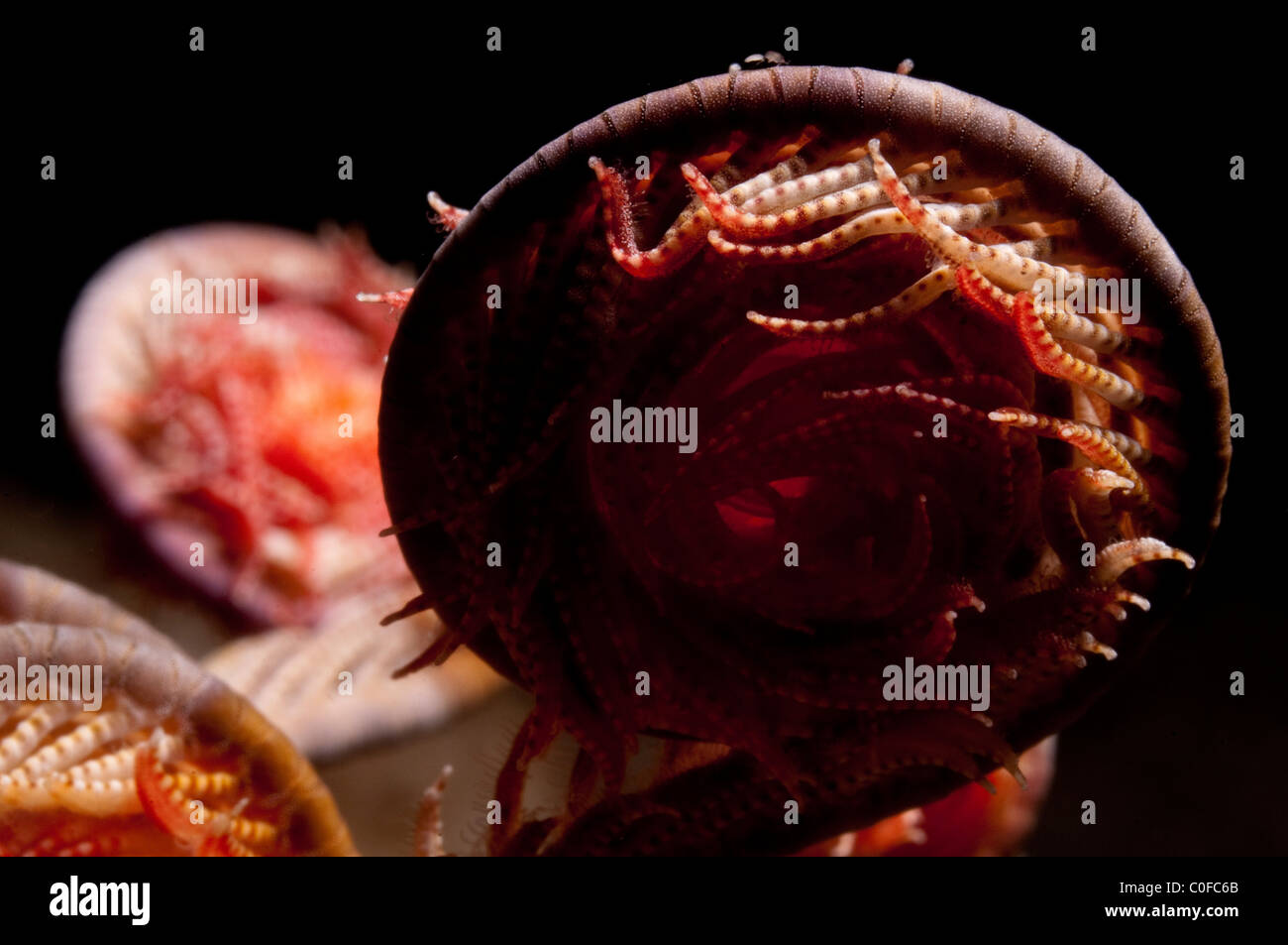 Unter Wasser Fotografie von Meer Lilie (Reihenfolge Crinoidea) Closeup. Stockfoto