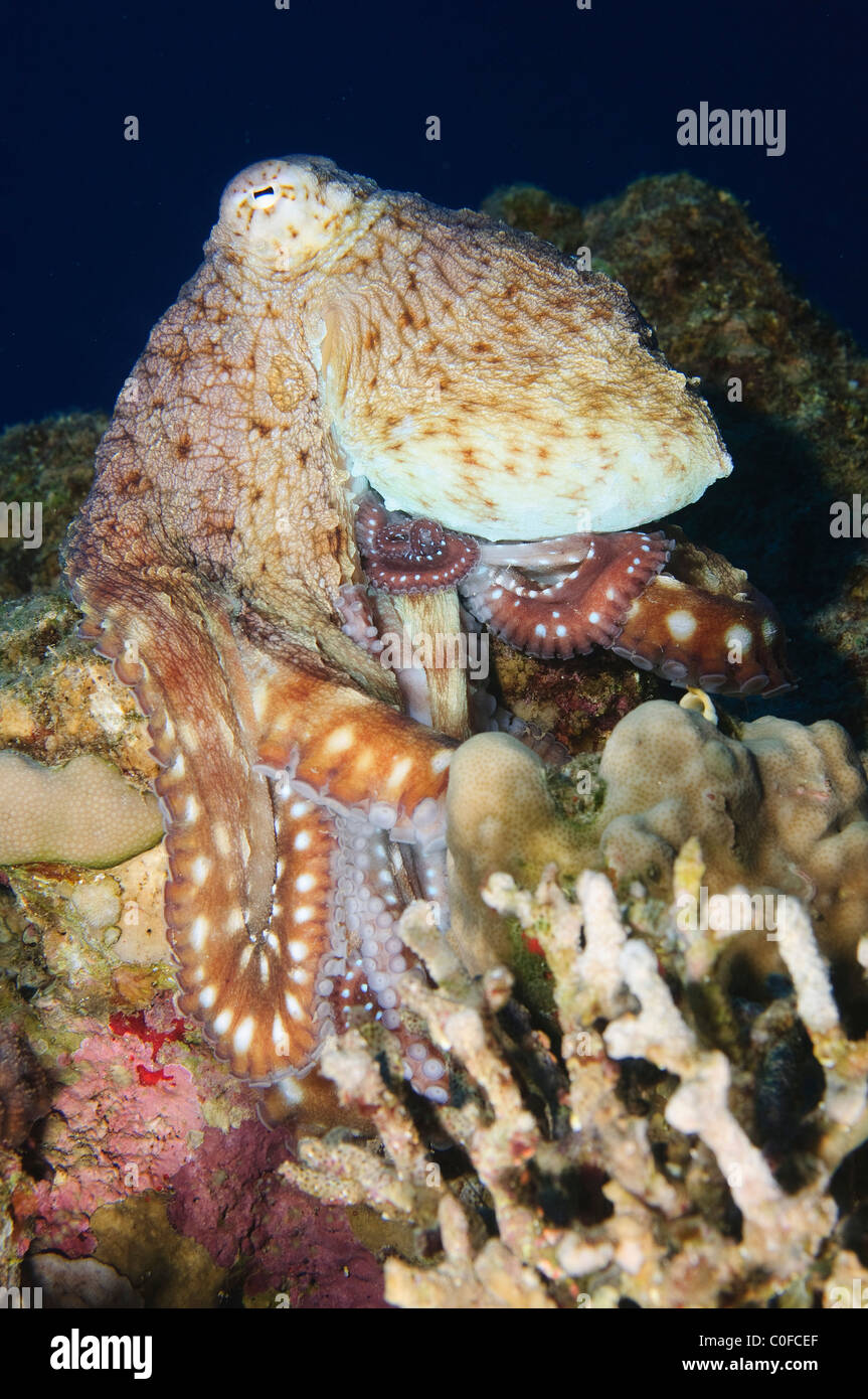 Tag-Oktopus (Octopus Cyanea). Stockfoto