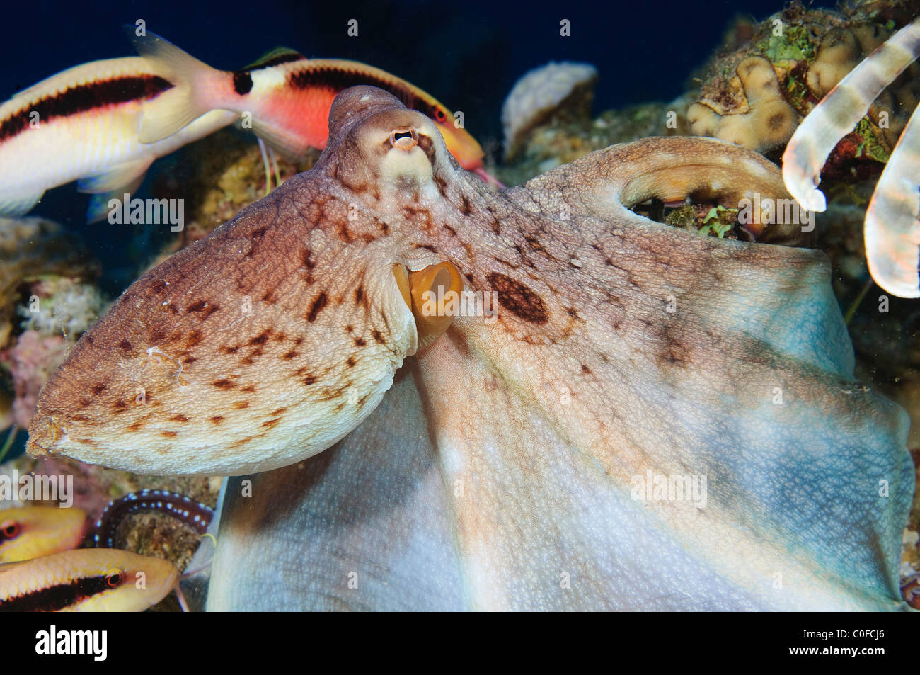 Tag-Oktopus (Octopus Cyanea). Stockfoto