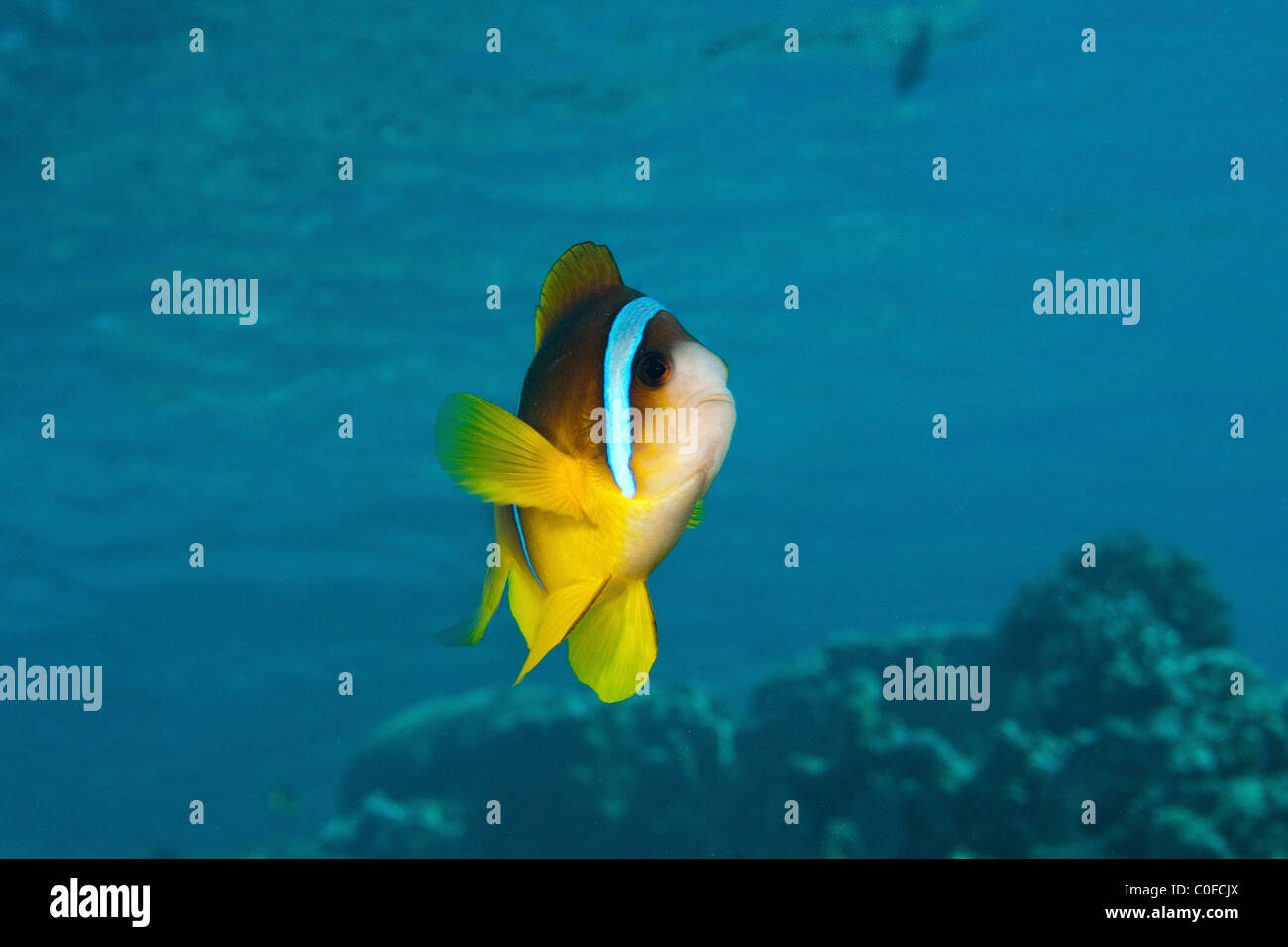 Unter Wasser Fotografie eine rote Meer oder zwei gebändert Clownfische (Amphiprion Bicinctus) Stockfoto