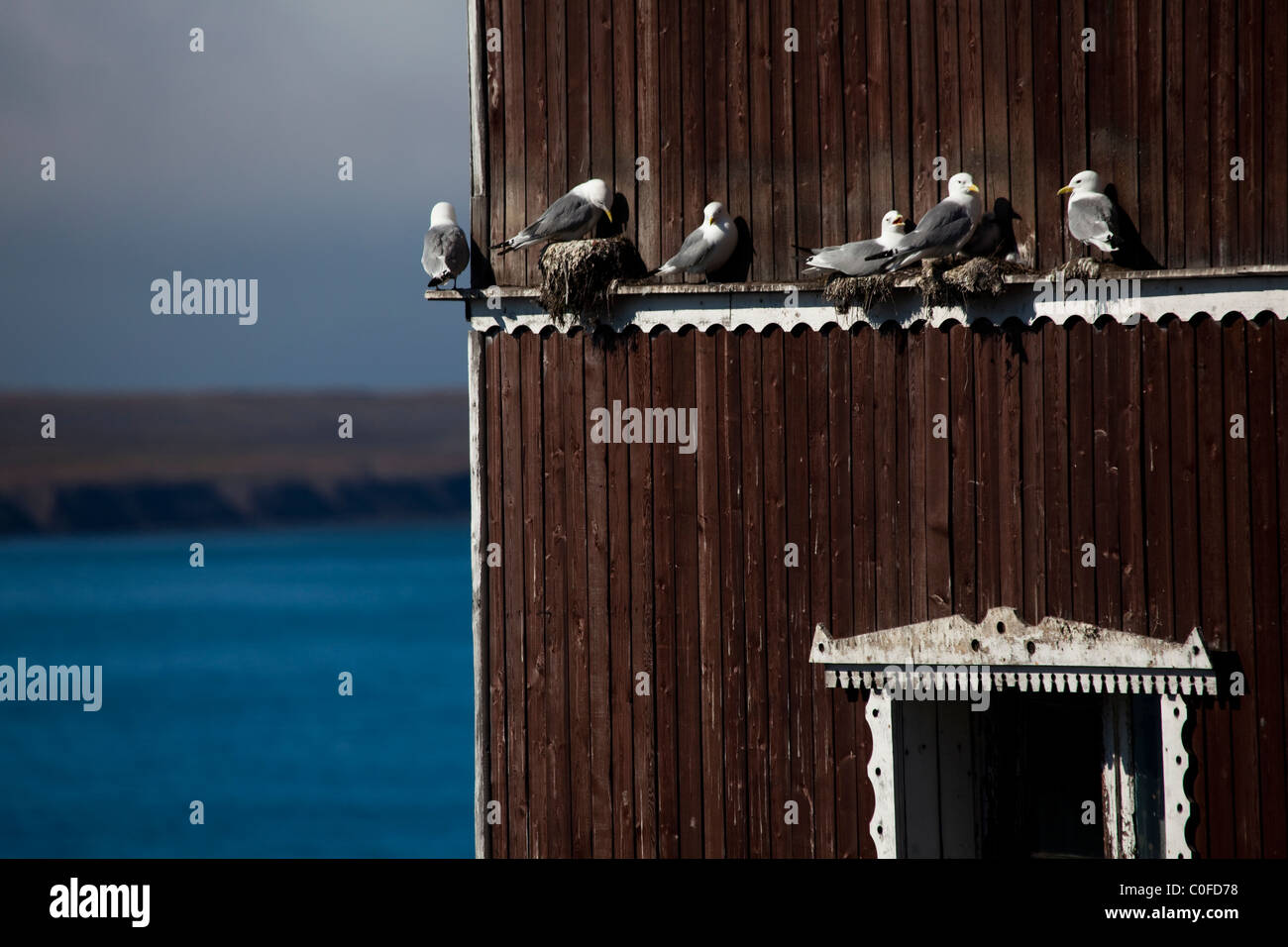 Schwarz-legged Dreizehenmöwen - eine Art Möwe, nisten auf den Fensterrahmen des verfallenen Wohnblocks in Barentsburg. Stockfoto