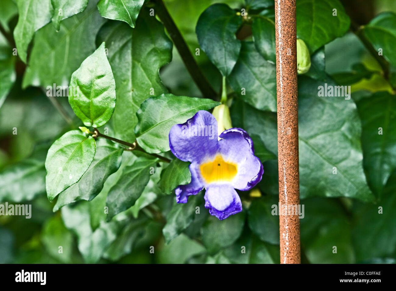 Thunbergia Erecta Kings Mantel Leben Pflanze lebendige lila Trompete geformte Blumen zwischen den Blättern Stockfoto