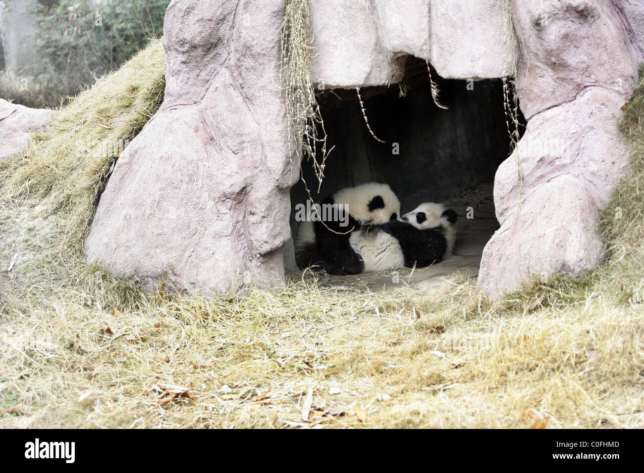 PANDABABYS viele Pandababys spielen bei der Chendu Forschungsstation in der chinesischen Provinz Sichuan - was eine glückliche Brut sind. Stockfoto