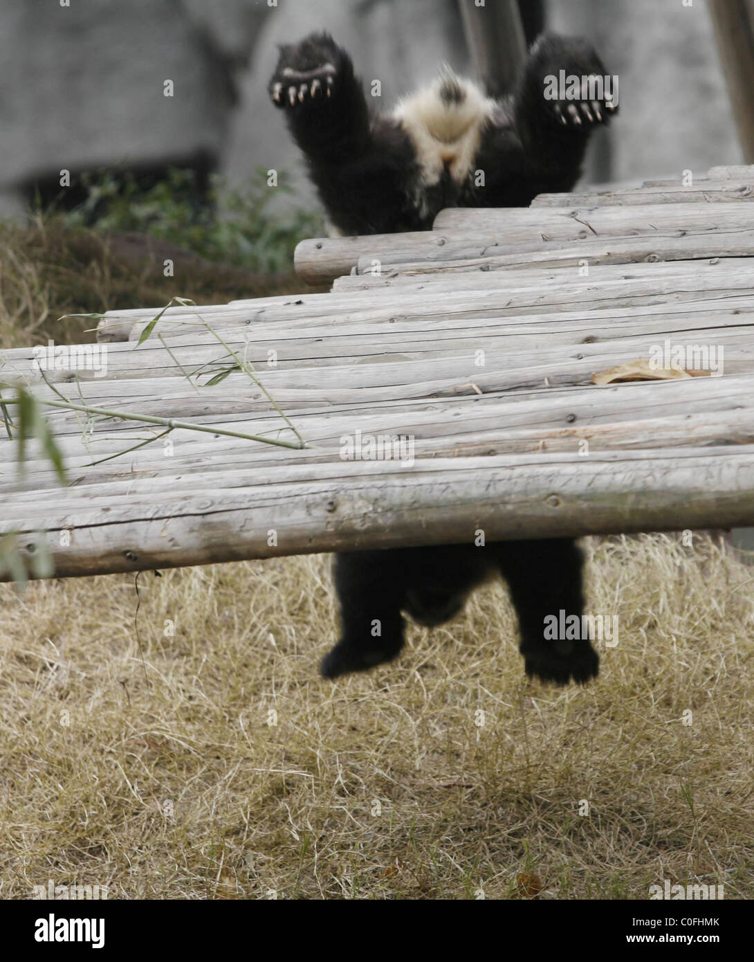 PANDABABYS viele Pandababys spielen bei der Chendu Forschungsstation in der chinesischen Provinz Sichuan - was eine glückliche Brut sind. Stockfoto