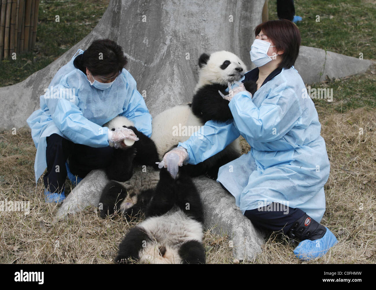 PANDABABYS viele Pandababys spielen bei der Chendu Forschungsstation in der chinesischen Provinz Sichuan - was eine glückliche Brut sind. Stockfoto