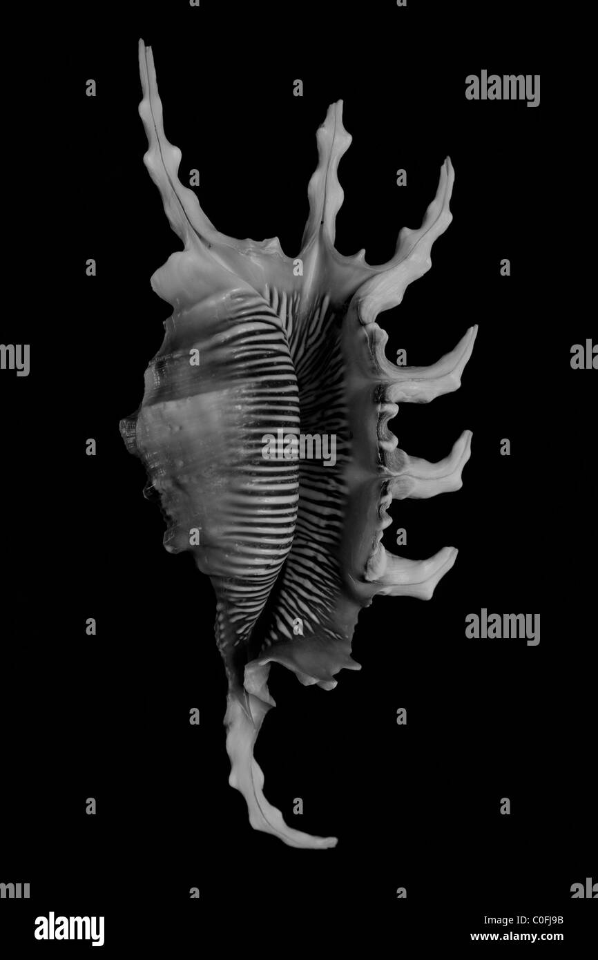 Schwarz-weiß-Bild einer Spinnenschale flach gelegt. Stockfoto