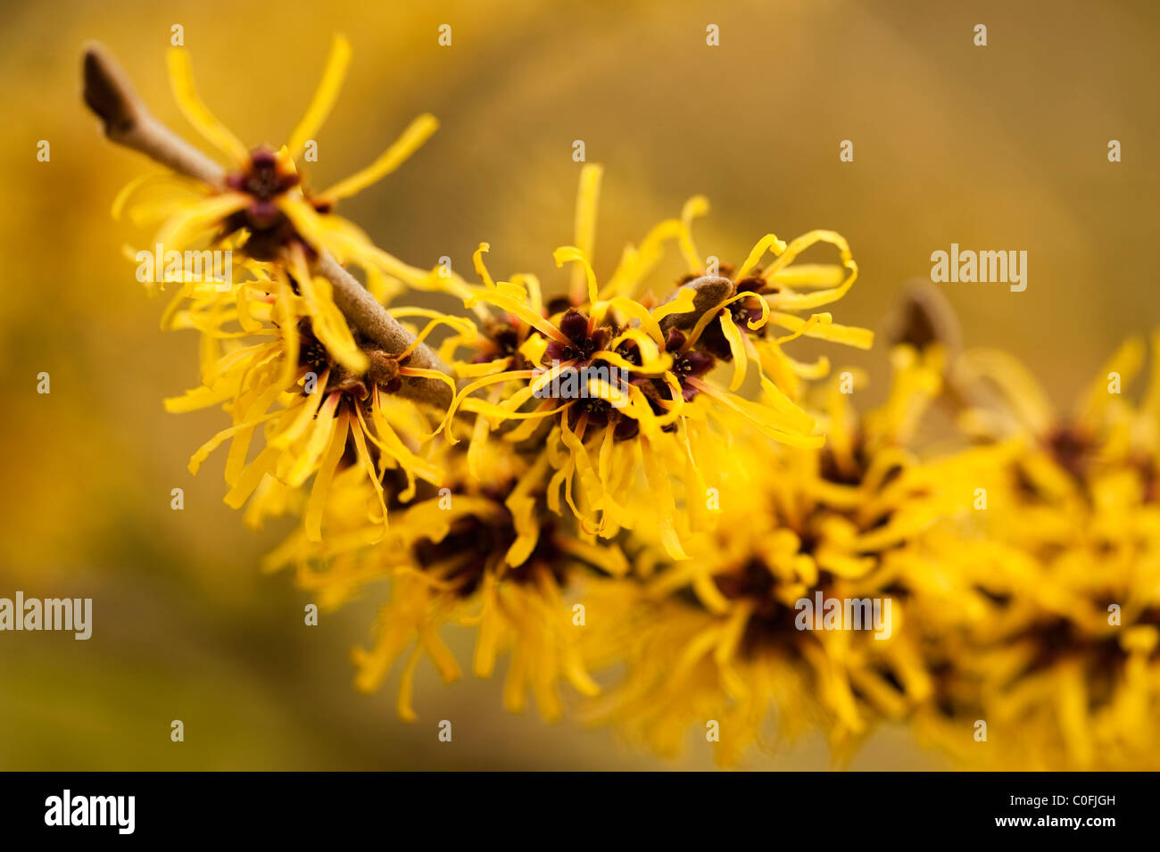 Hamamelis Mollis, chinesische Zaubernuss blüht Stockfoto