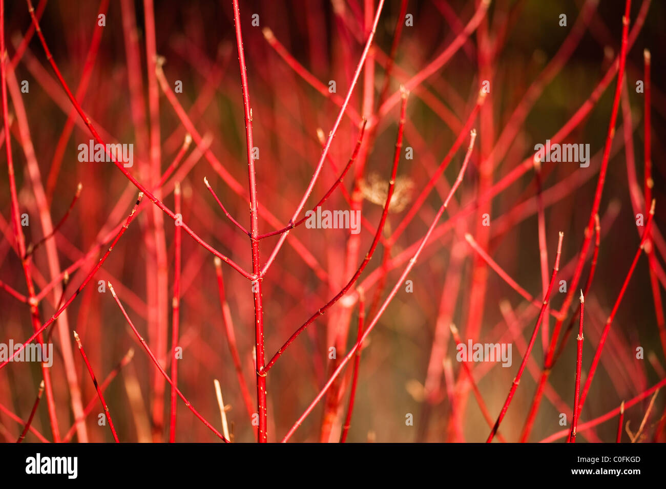 Rot stammten Hartriegel, Cornus Alba, im winter Stockfoto