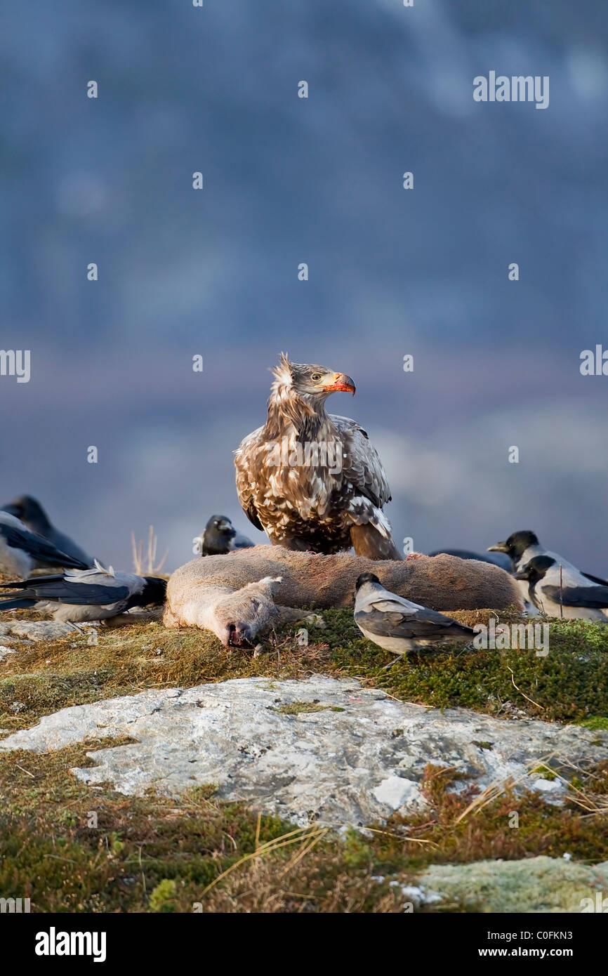 Seeadler Haliaeetus Horste auf den Kadaver einer Rehe füttern und umgeben von Nebelkrähen in Norwegen Stockfoto