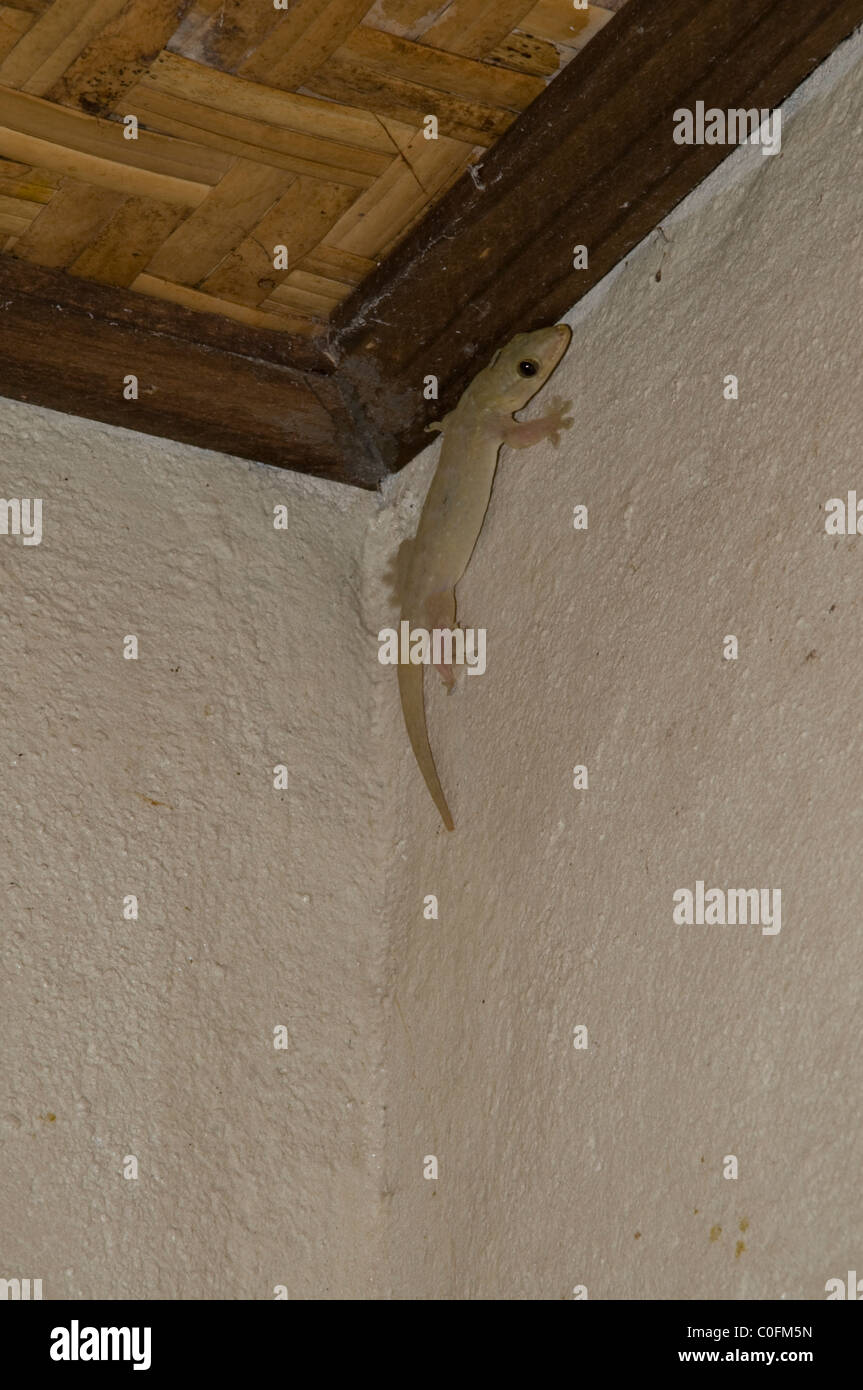 Adhesiv Kräfte halten Geckos kopfüber auf Wände und decken Adhäsionskräfte Zweisimmen Geckos Kopfüber ein Wänden Und Zimmerdecken Stockfoto