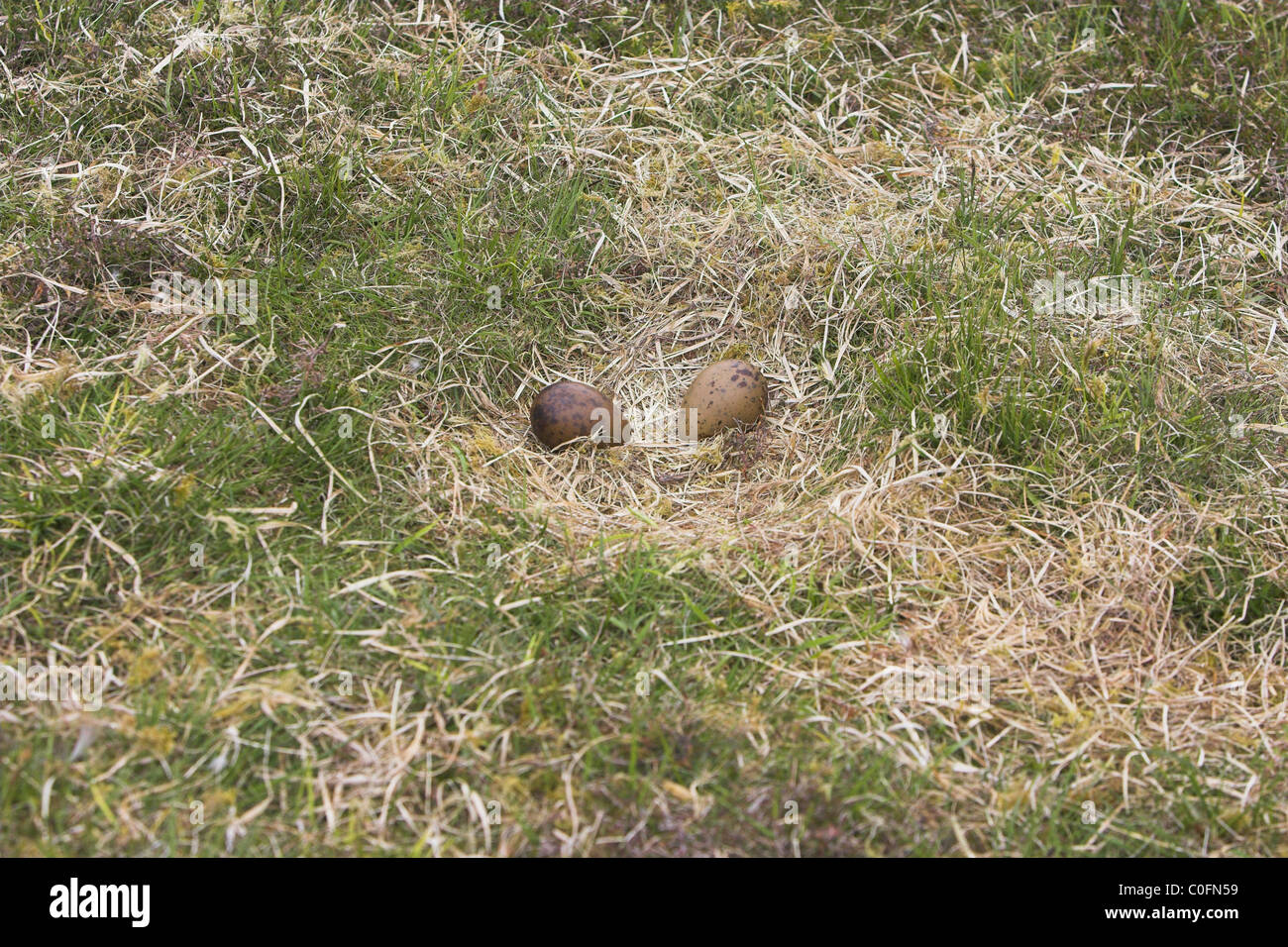 Great Skua Stercorarius Skua nest mit zwei Eiern auf Mousa, Shetland-Inseln im Juni. Stockfoto