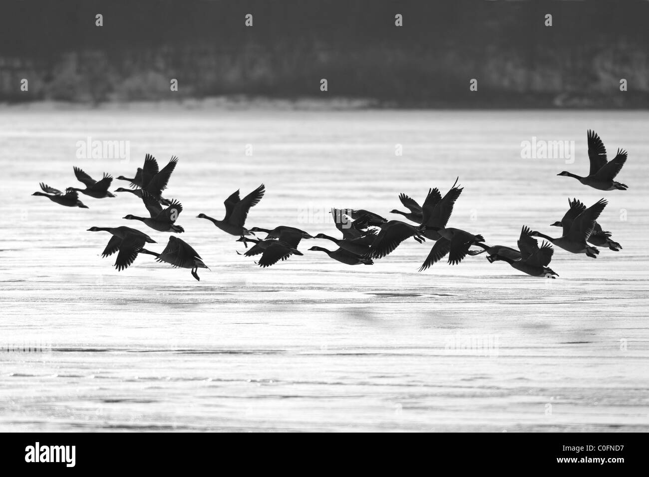 Kanadagänse fliegen über den zugefrorenen See Stockfoto