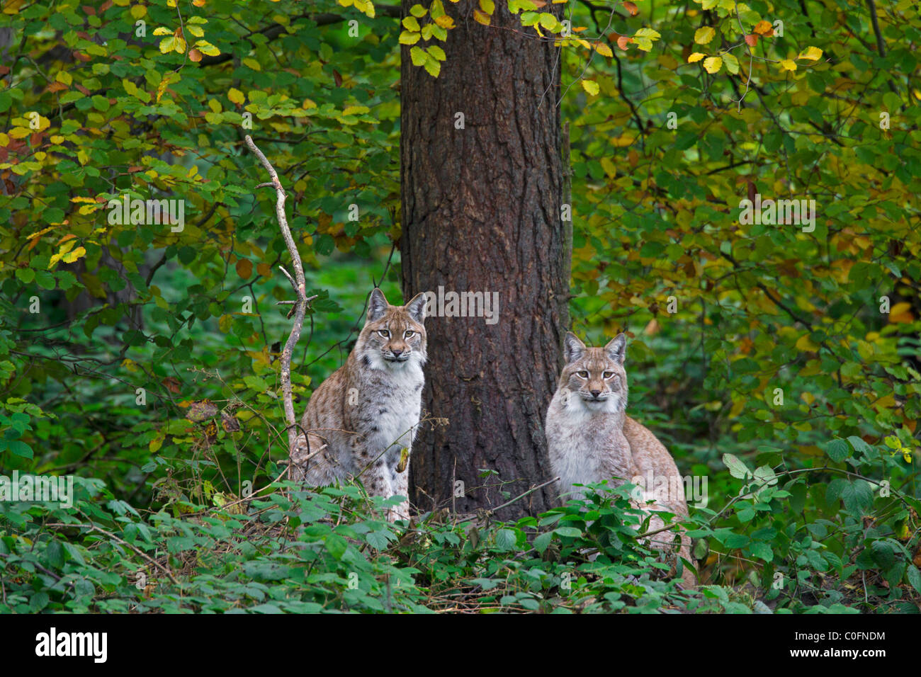 Eurasischer Luchs (Lynx Lynx) paar im herbstlichen Wald, Deutschland Stockfoto