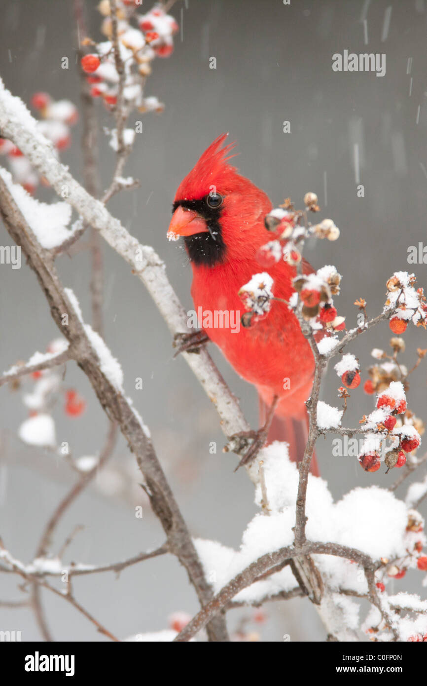 Nördlichen Kardinal thront in Bittersweet Beeren mit Schnee - vertikal Stockfoto