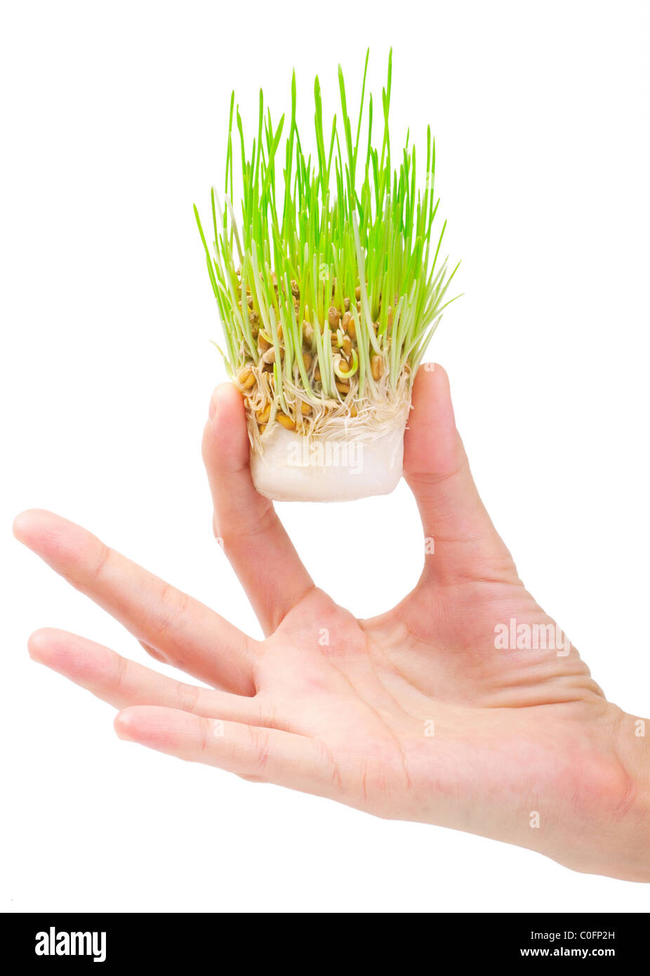 Frische grüne Rasen in der Hand auf weißem Hintergrund Stockfoto