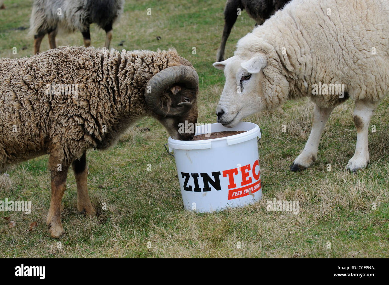 Tierische Nahrungsergänzungsmittel englischen seltener Rassen Schafe Essen feed Ergänzung ein Enhancer, Fruchtbarkeit und Wachstum zu helfen Stockfoto