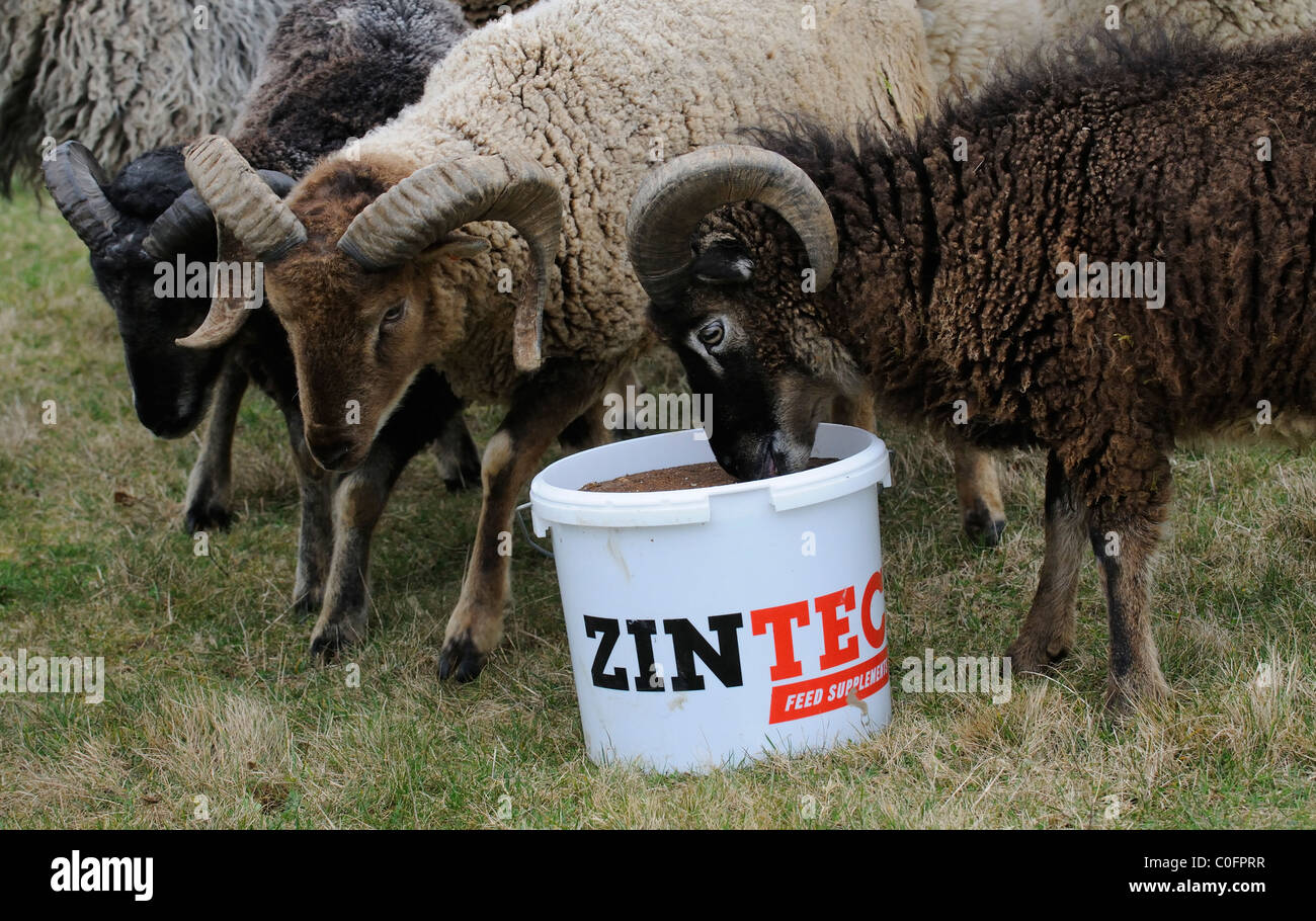 Tierische Nahrungsergänzungsmittel.  Soay Schafe Essen einen Feed ergänzen ein Enhancer um Fruchtbarkeit und Wachstum zu unterstützen Stockfoto