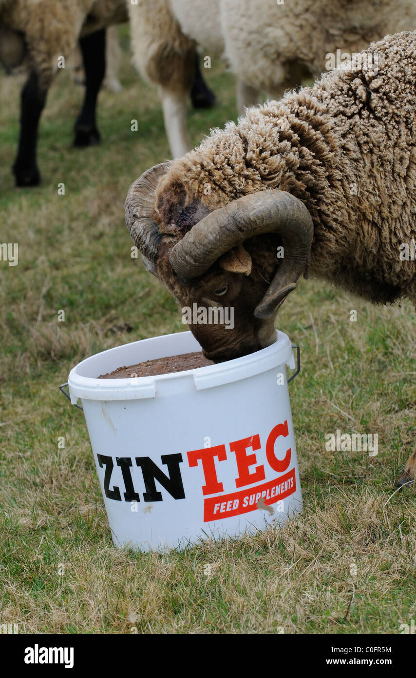 Tierische Nahrungsergänzungsmittel.  Soay Schafe Essen einen Feed ergänzen ein Enhancer um Fruchtbarkeit und Wachstum zu unterstützen Stockfoto