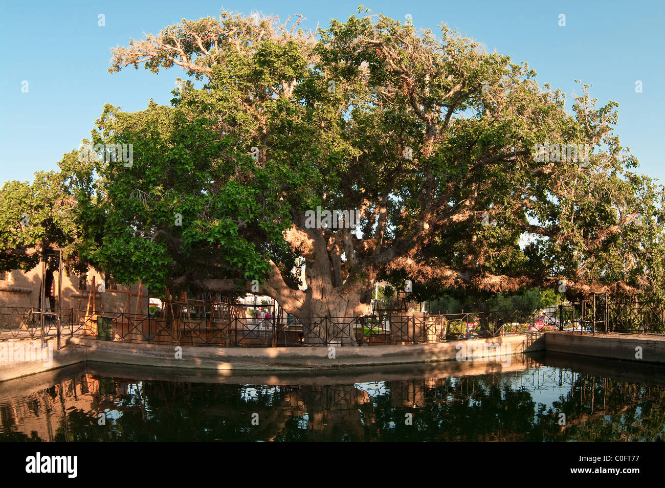 Großer Ficus-Baum in Stadt Zentrum von Ayia Napa, Zypern. Die alten Bergahorn Ficus-Baum in der Nähe des Klosters Stockfoto