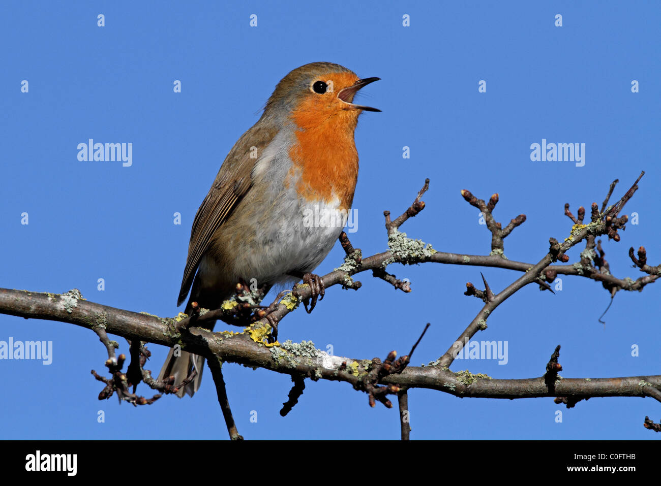 Rotkehlchen Erithacus Rubecula singen Stockfoto