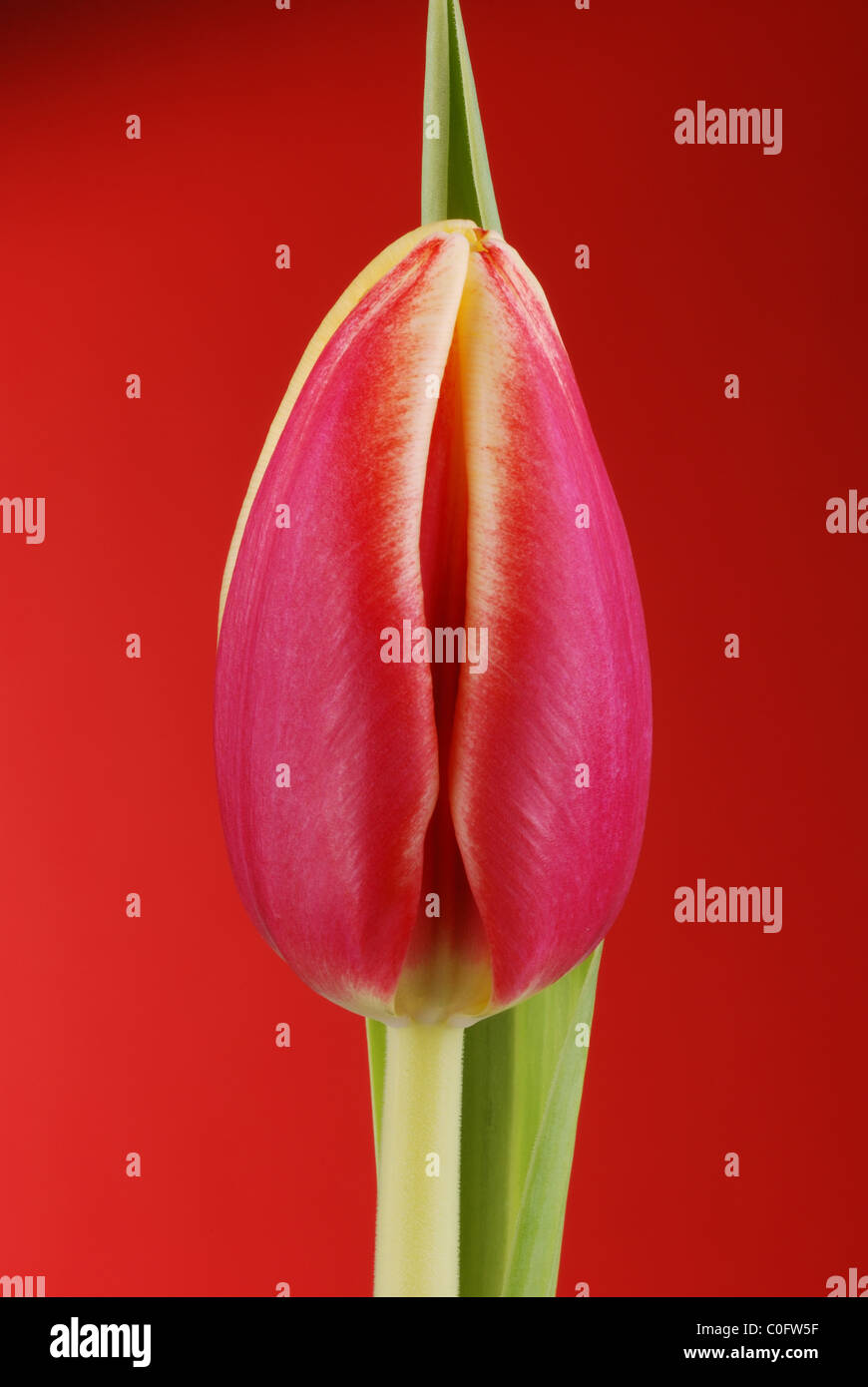Rote Tulpe Stockfoto