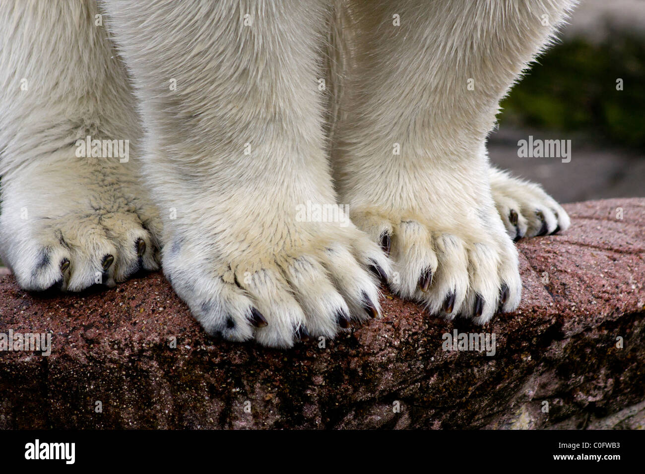 Ein Polar Bär (Ursus Maritimus) Pfoten. Stockfoto