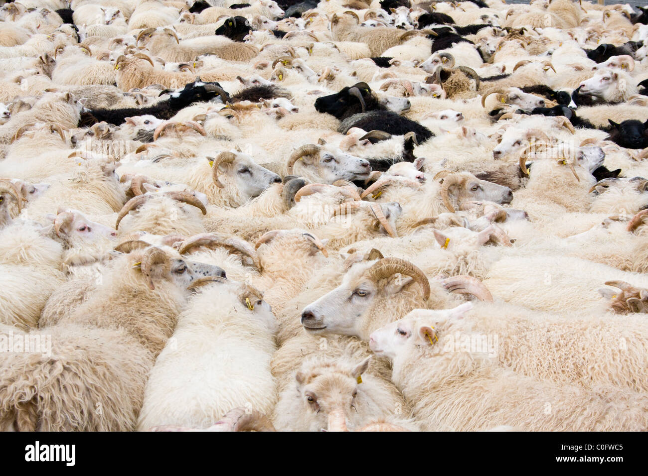 Eine Herde von Schafen bei Razzien in Nord-Island. Stockfoto