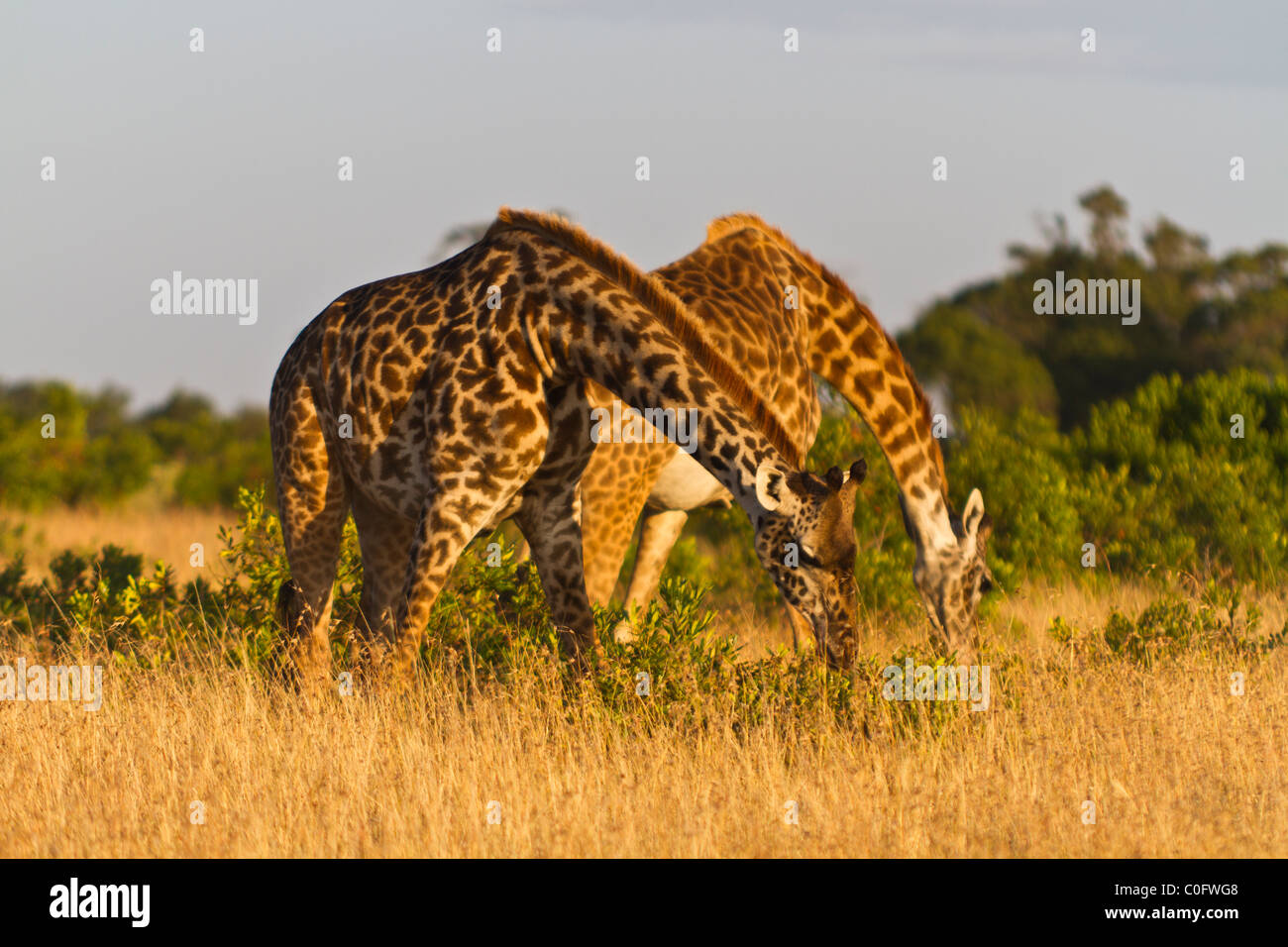Zwei retikuliert Giraffe mit Hals gebogen, die Gras fressen können. Stockfoto