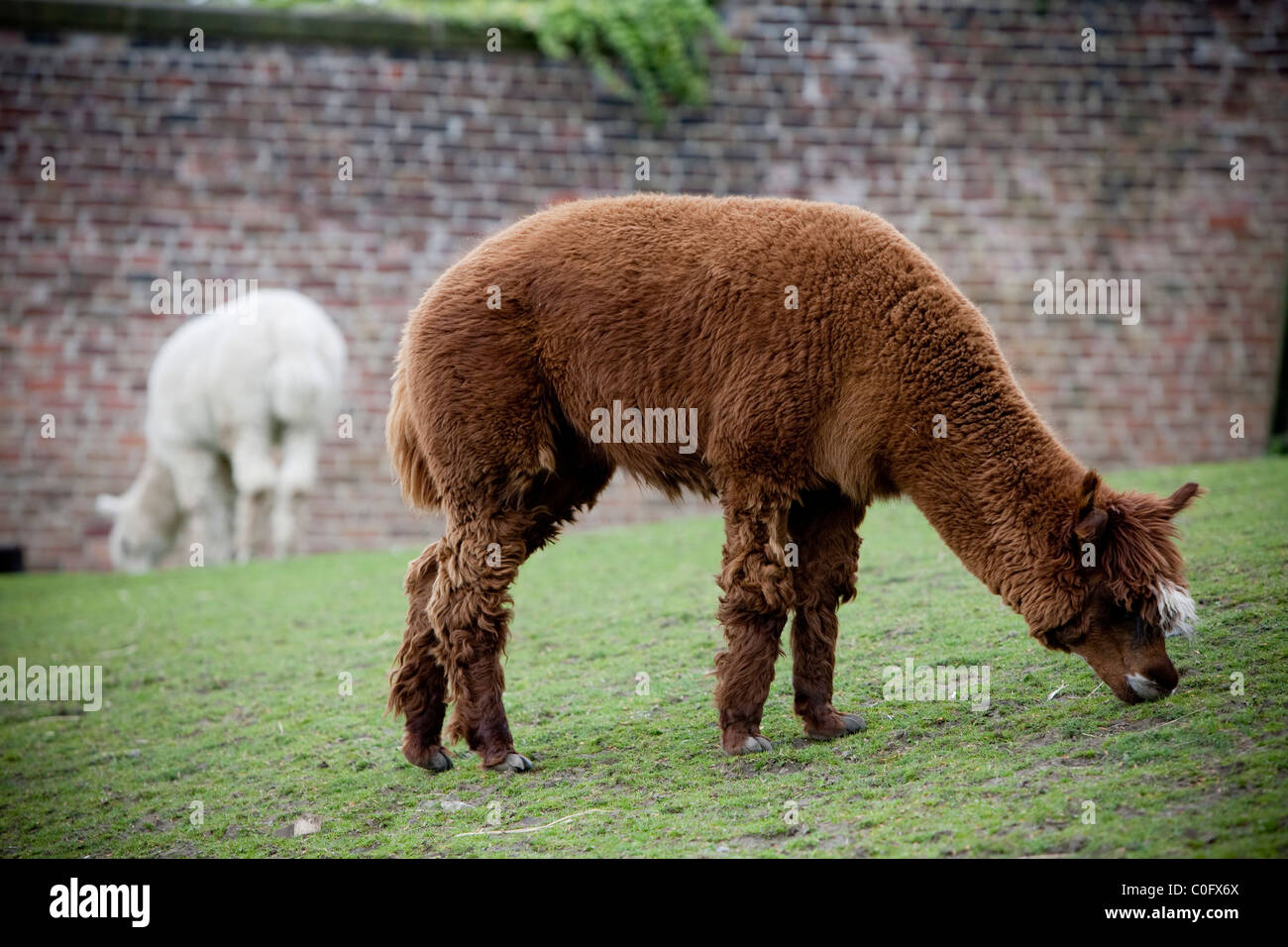 White Lama Fotos Und Bildmaterial In Hoher Aufl sung Alamy