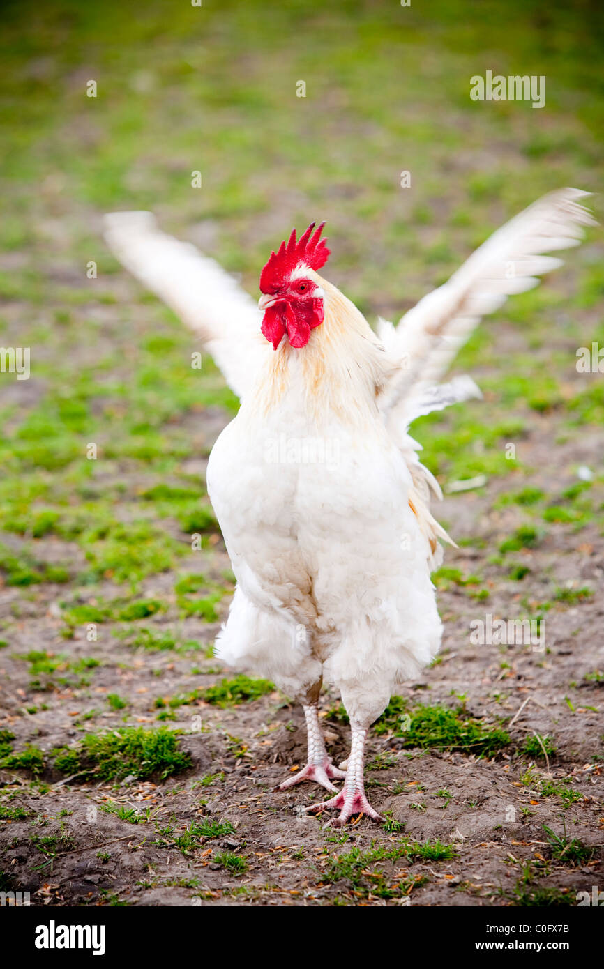 Huhn, Huhn, spiegeln, Flügel, Kamm, weiß und rot Stockfoto