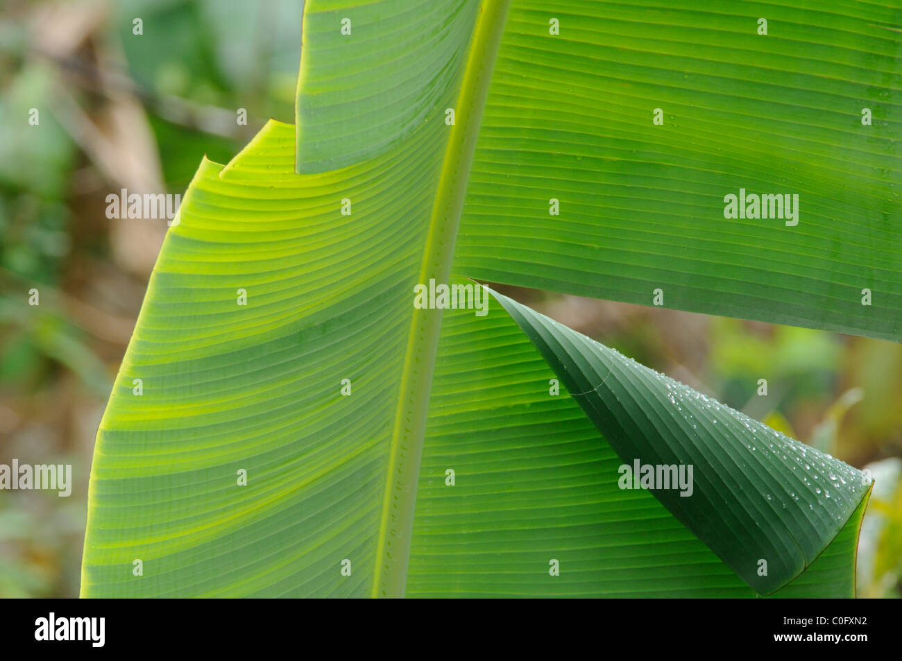 Bananenpflanzen mit großen Blättern, Mal Pais Costa Rica Stockfoto