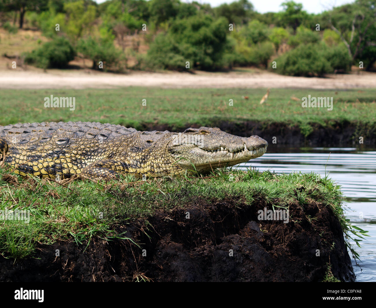 Ausruhen im Chobe Fluss Nil-Krokodil Stockfoto