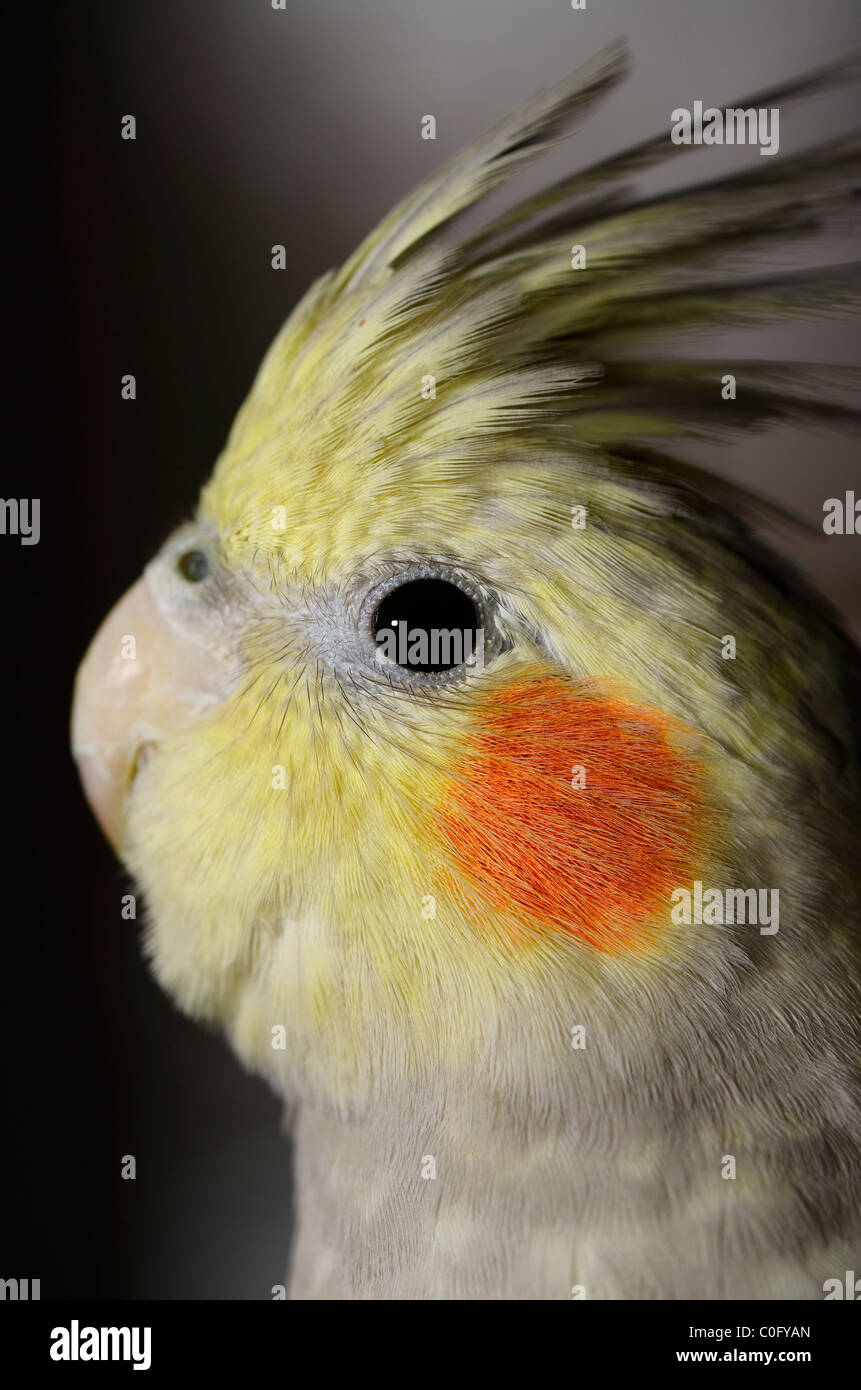 Nahaufnahme des Kopfes des juvenilen weiblichen Pearl Cockatiel Nymphicus Hollandicus Papagei mit angehobenen Haube Stockfoto