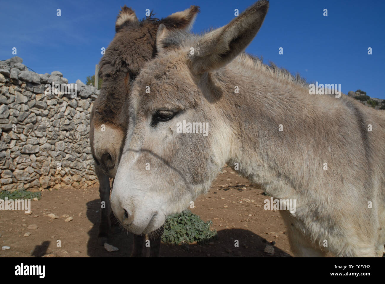Esel, benirmaurell, Vall de Laguart, Provinz Alicante, Valencia, Spanien Stockfoto