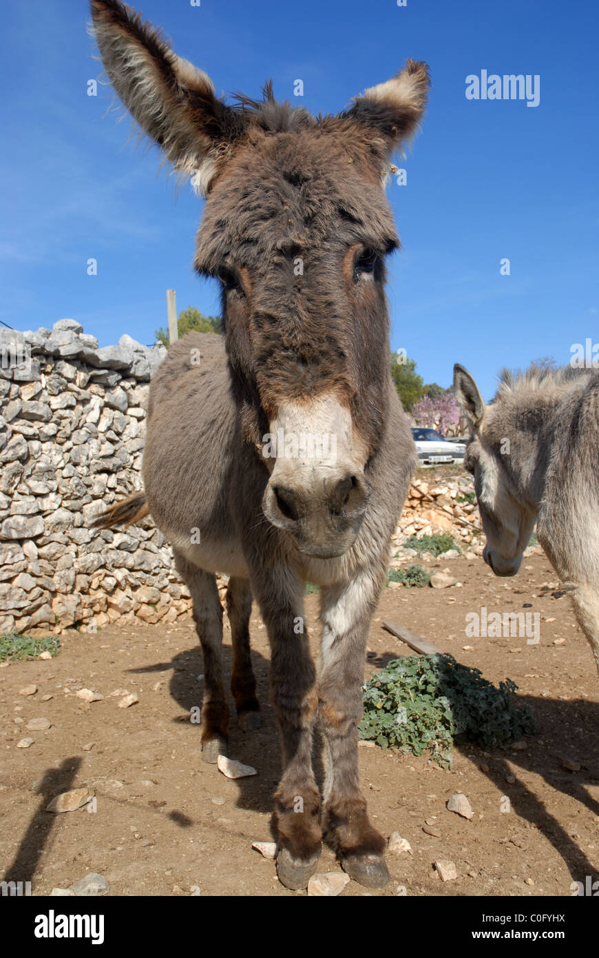 Esel, Benirmaurell, Vall de Laguart, Provinz Alicante, Valencia, Spanien Stockfoto