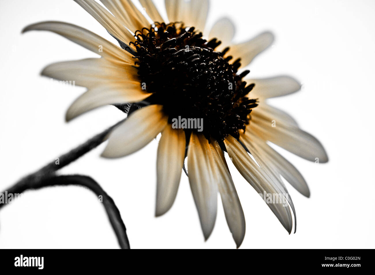 Sonnenblume - Vintage-Look Spezialeffekt Stockfoto