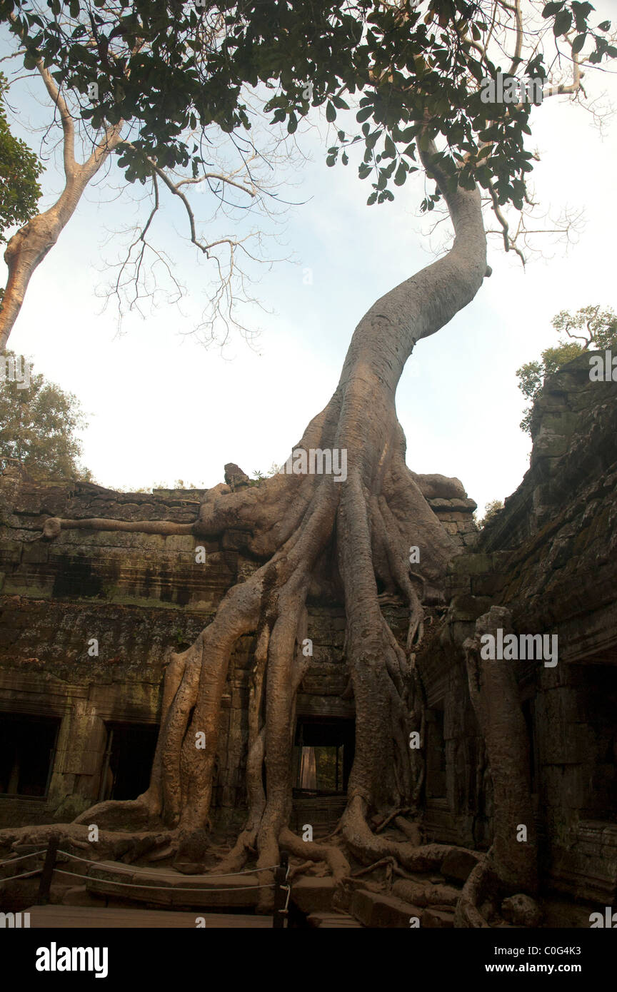 Riesige Bäume verschlingen die Ruinen von der Ta Prom buddhistische Tempel in Angkor Wat Komplex, Kambodscha. Stockfoto