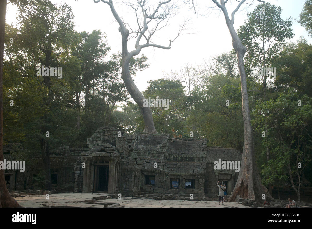 Riesige Bäume verschlingen die Ruinen von der Ta Prom buddhistische Tempel in Angkor Wat Komplex, Kambodscha. Stockfoto