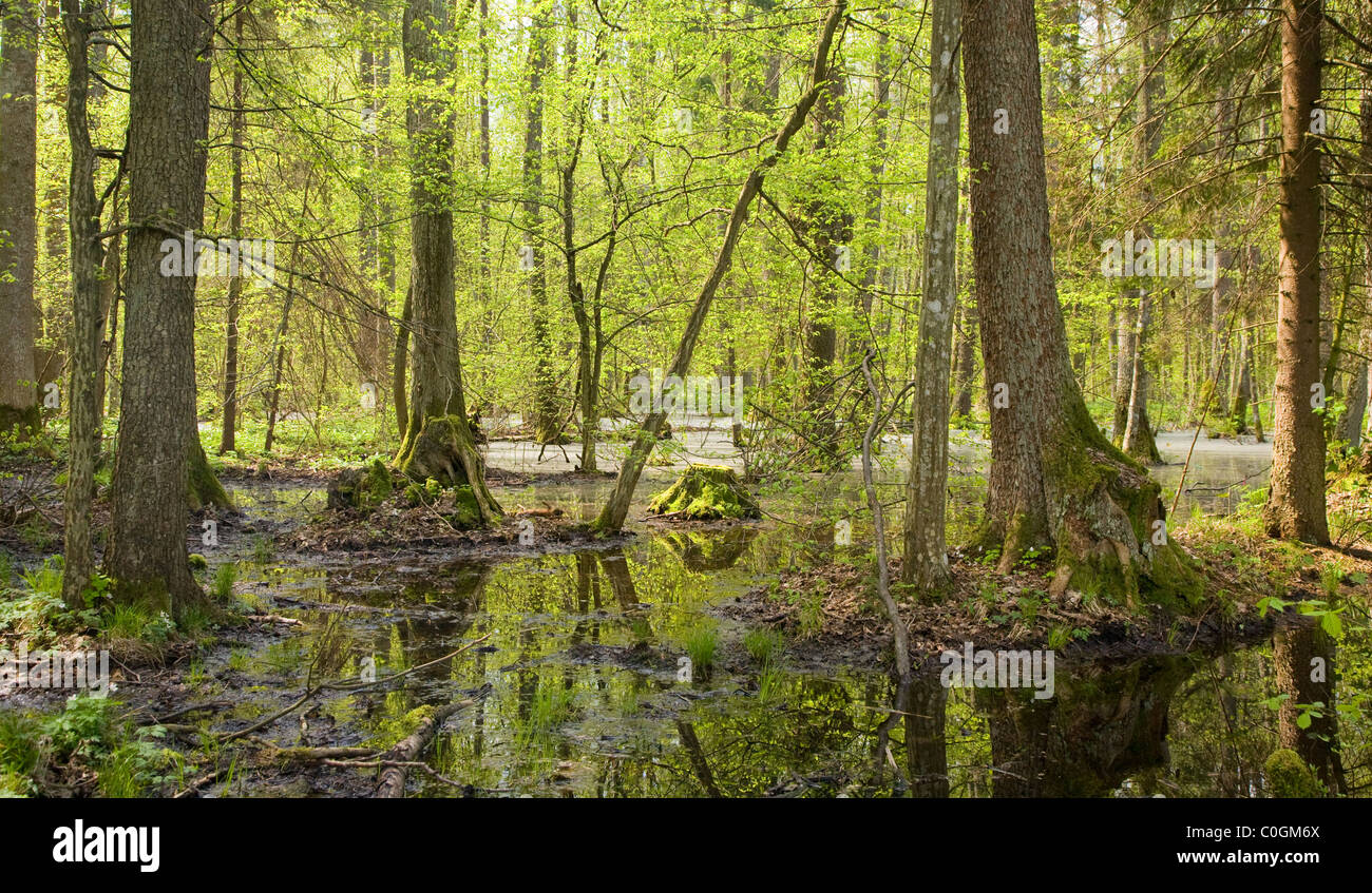 Frühling-Erle Moor Wald mit stehendem Wasser Stockfoto