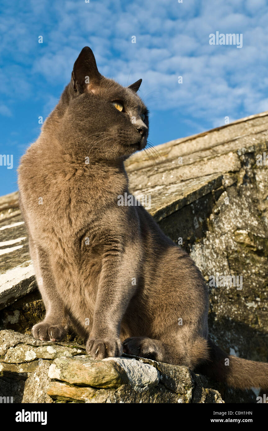 Dh Burmese Cat CAT UK reinrassige Burma Katze sitzt hoch an der Wand Stammbaum Katzen inländische Brut Stockfoto