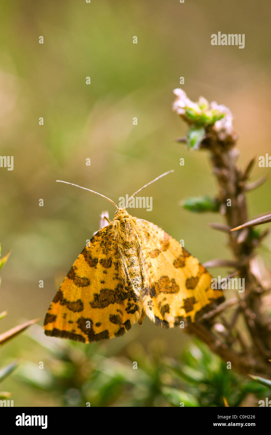 Gesprenkelt gelb (Pseudopanthera Macularia) Motte Stockfoto