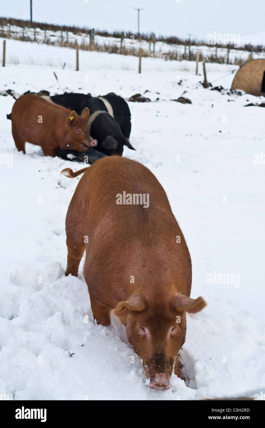 Dh Orkney Großbritannien Schweinefarm SCHWEIN Schweine füttern im Schnee Landwirtschaft Schottland Tiere winter uk Stockfoto