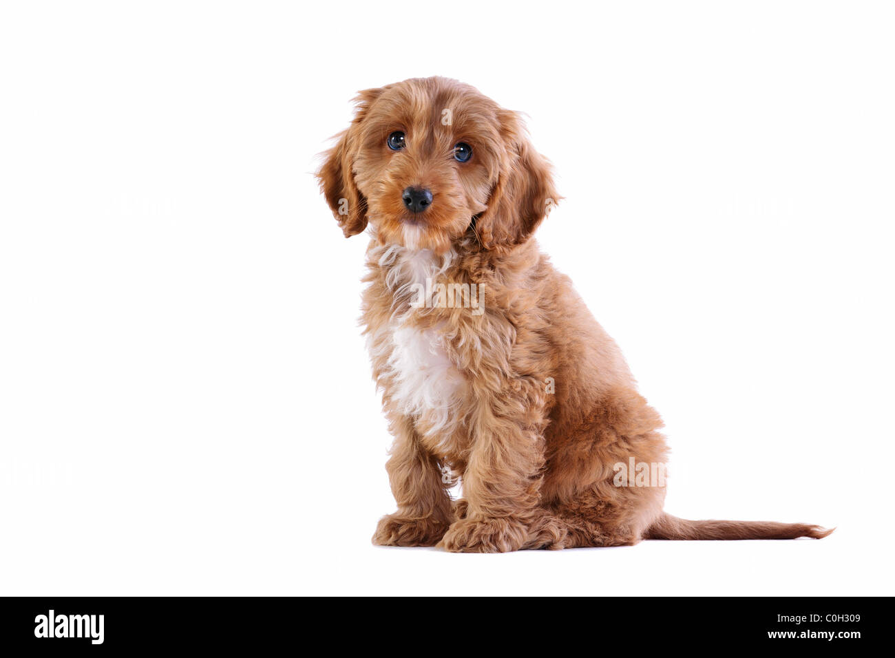 Foto eines 11 Wochen alten männlichen roten und weißen cockapoo Welpen Stockfoto