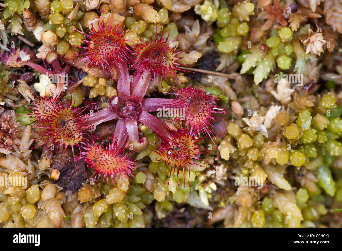 Runde-leaved Sonnentau (Drosera Rotundifolia) Stockfoto