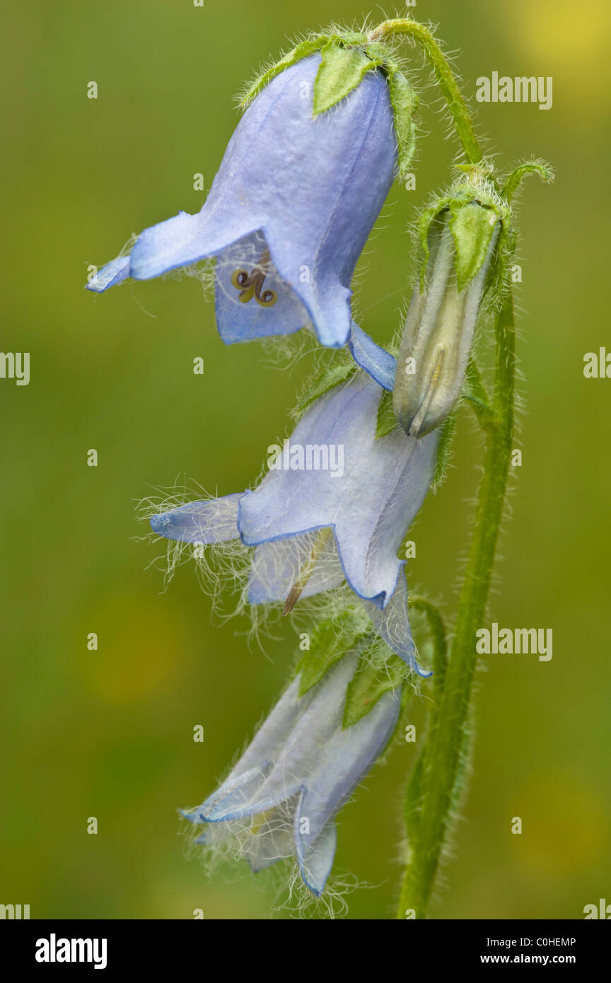 Bärtige Glockenblume (Campanula Barbata) Stockfoto