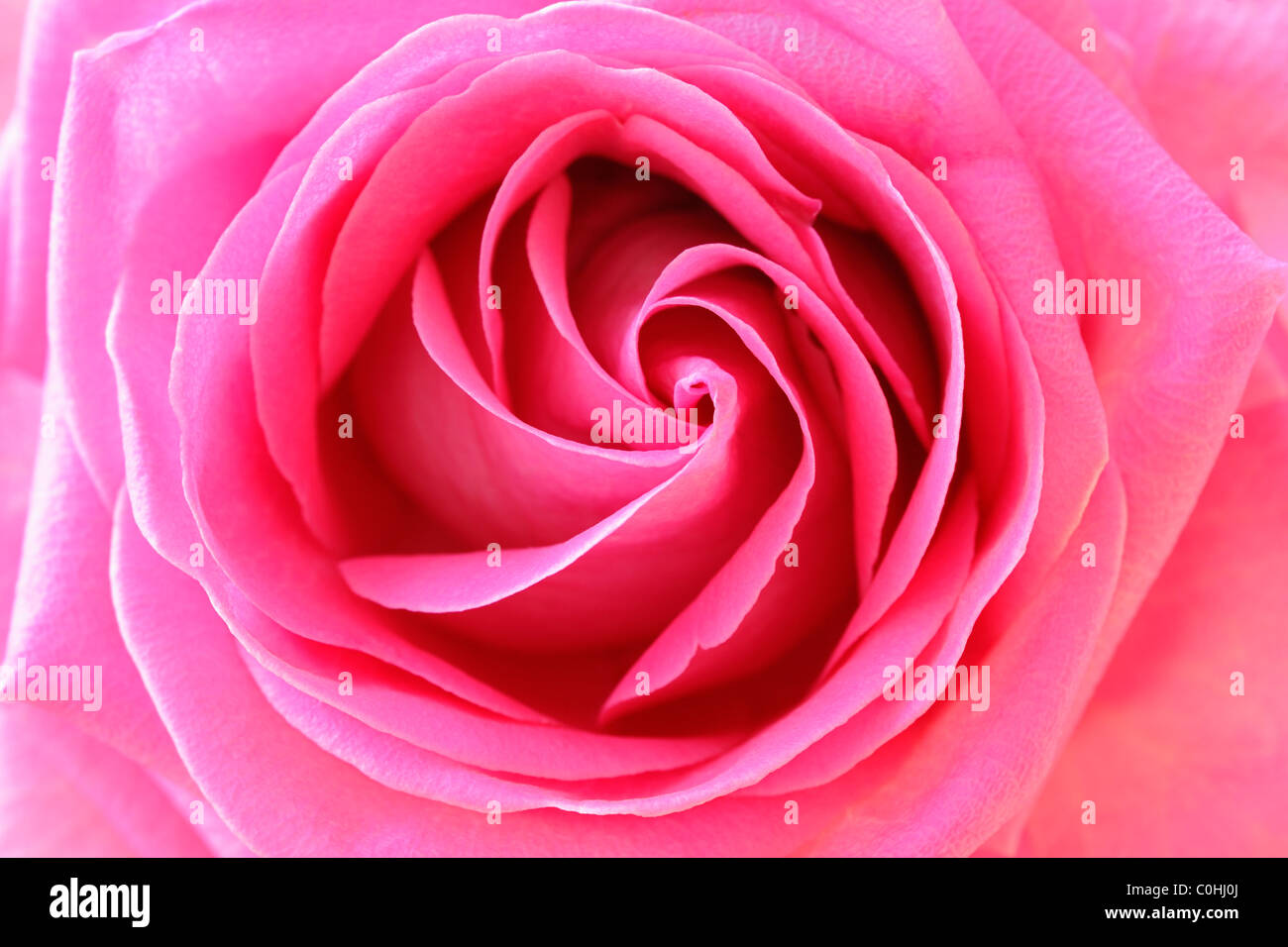 Nahaufnahme von rosa rose Stockfoto